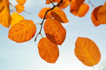 höstlöv orange protea leadership artikel