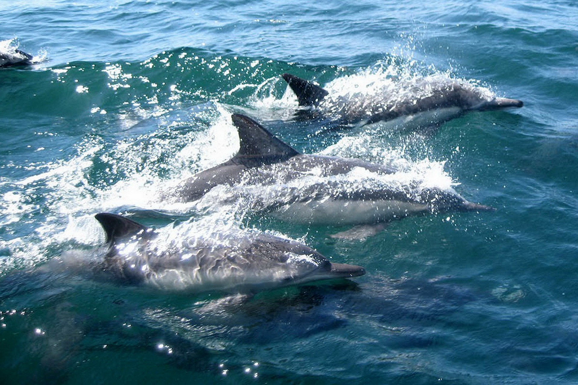 praktiska verktyg. Effektiva team samarbetar smidigt som delfinerna på denna bild.